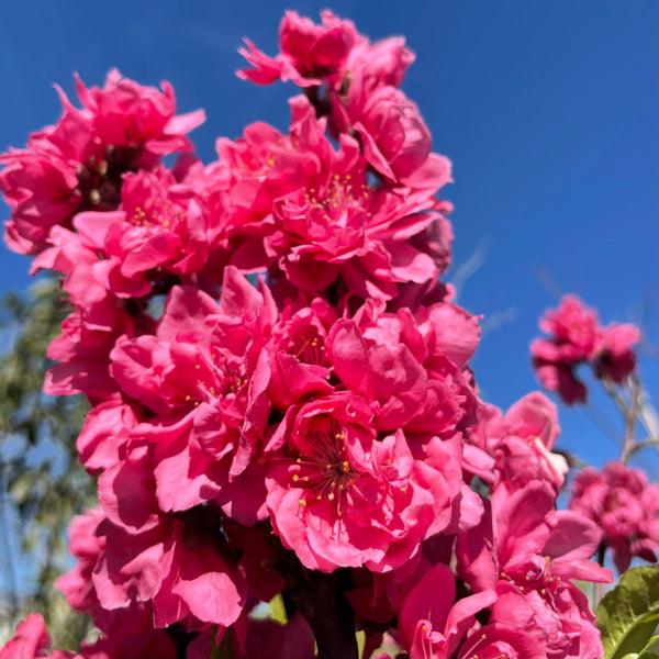 Prunus persica ‘Magnifica’ (Red Flowering Peach)