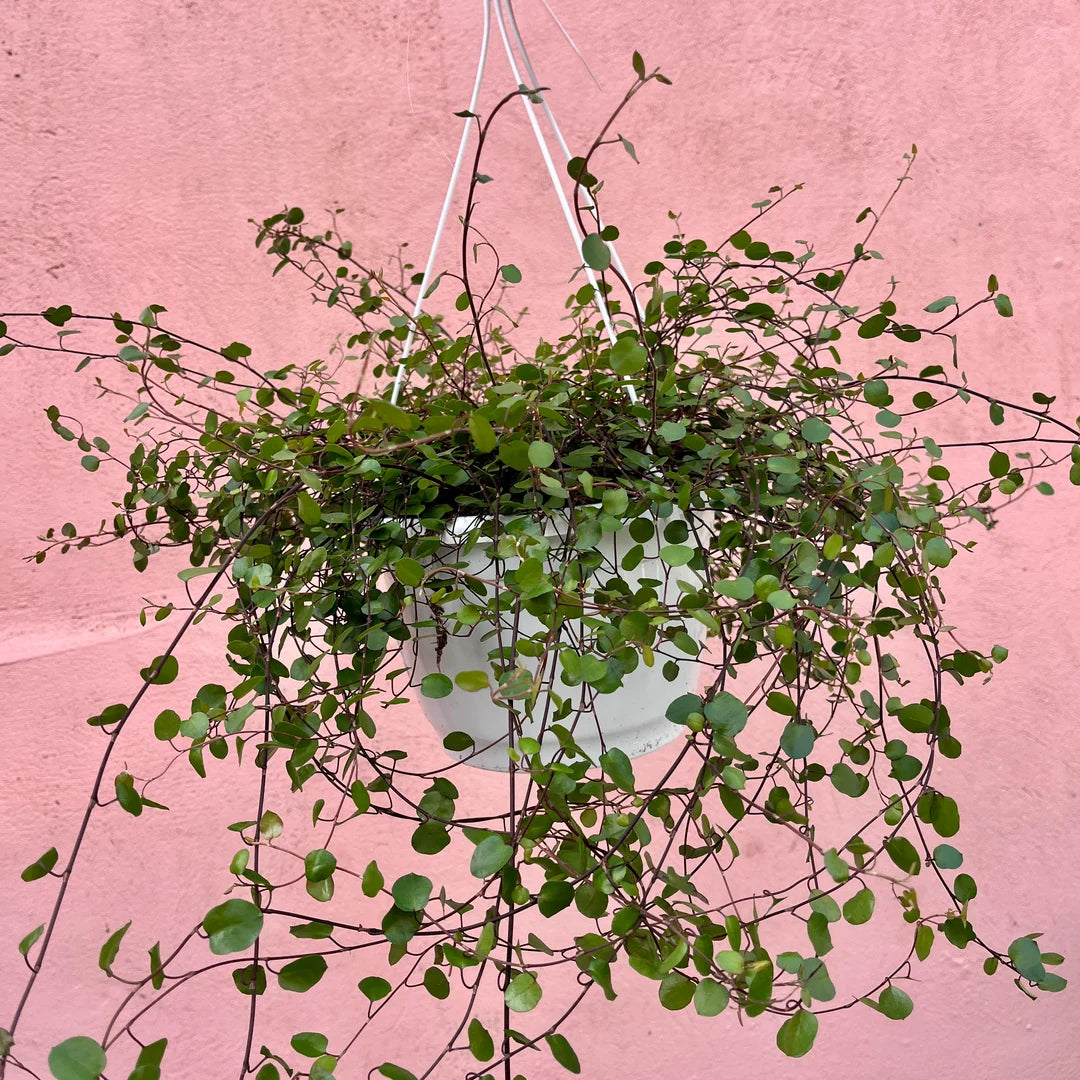 Muehlenbeckia Complexa (Maidenhair Vine) Hanging Basket