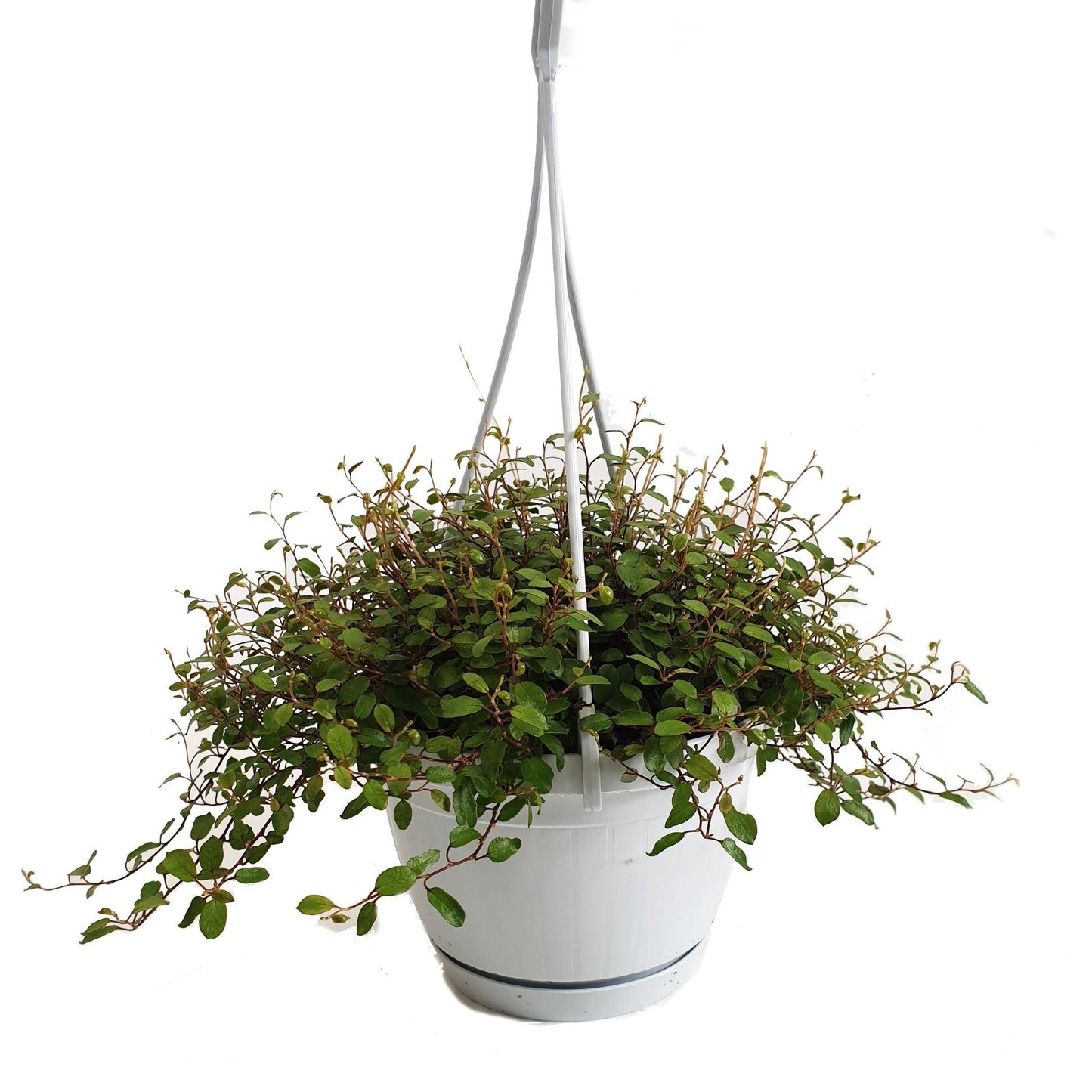 Muehlenbeckia Complexa (Maidenhair Vine) Hanging Basket