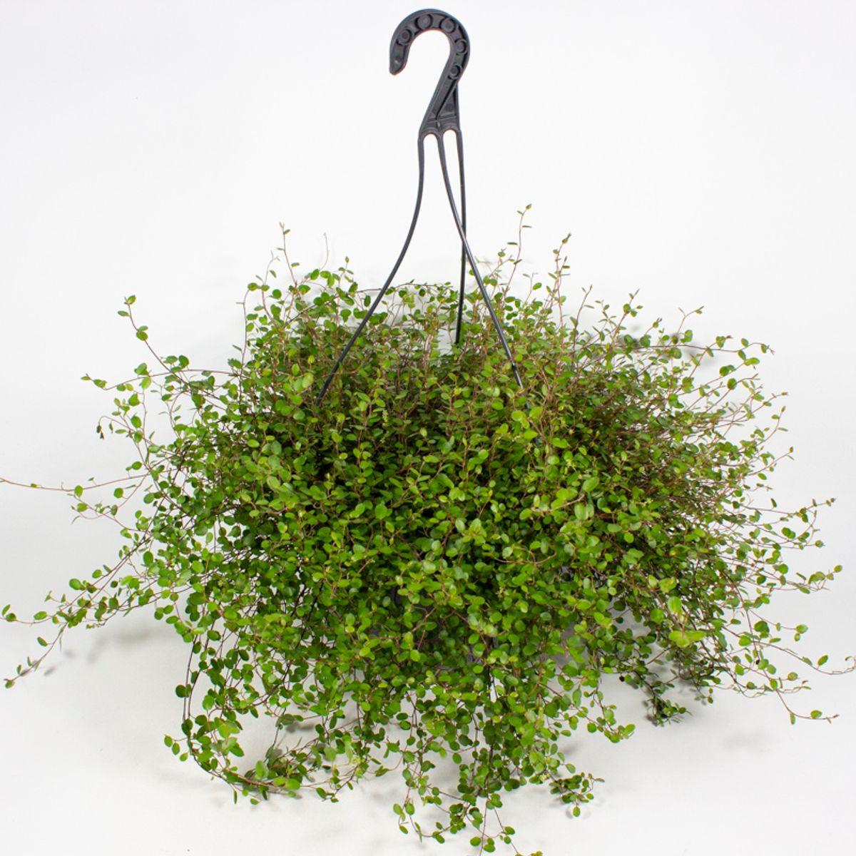 Muehlenbeckia Complexa (Maidenhair Vine) Hanging Basket