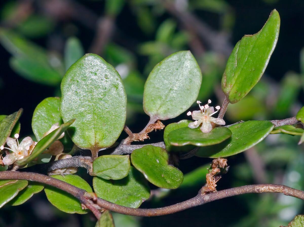 Muehlenbeckia Complexa (Maidenhair Vine) Hanging Basket