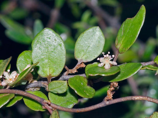 Muehlenbeckia Complexa (Maidenhair Vine) Hanging Basket