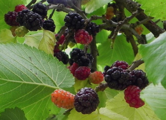 Morus Nigra 'Hicks Fancy' (Hicks Fancy Mulberry)