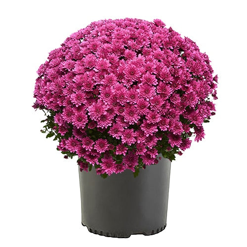 Chrysanthemum Pot Mum Quadrille Purple (Chrysanthemum × morifolium)