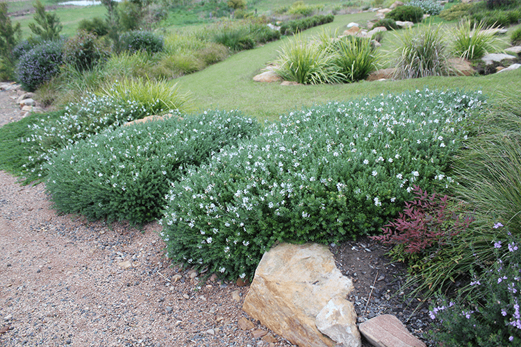 Westringia Fruticosa ‘WES05’ (Mundi™ Coastal Rosemary)