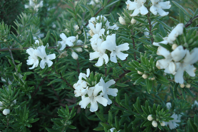 Westringia Fruticosa ‘WES05’ (Mundi™ Coastal Rosemary)