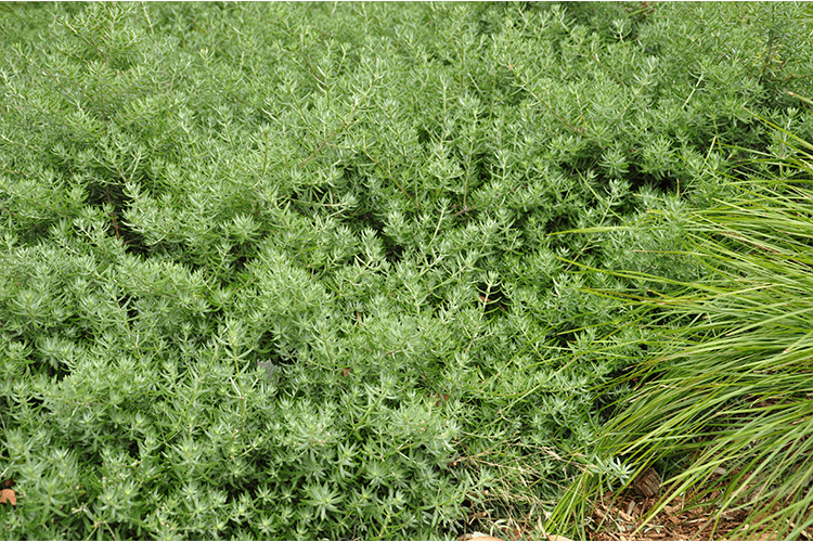Westringia Fruticosa ‘WES05’ (Mundi™ Coastal Rosemary)