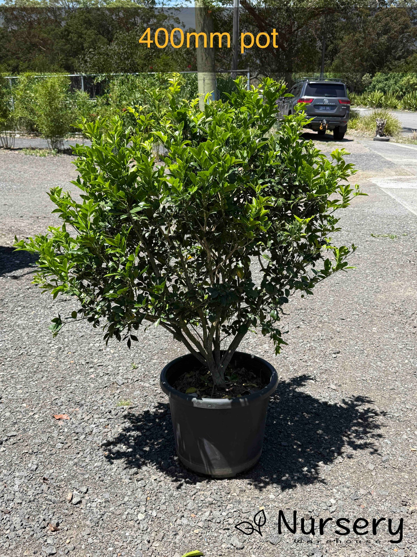 Murraya Paniculata (Orange Jasmine)