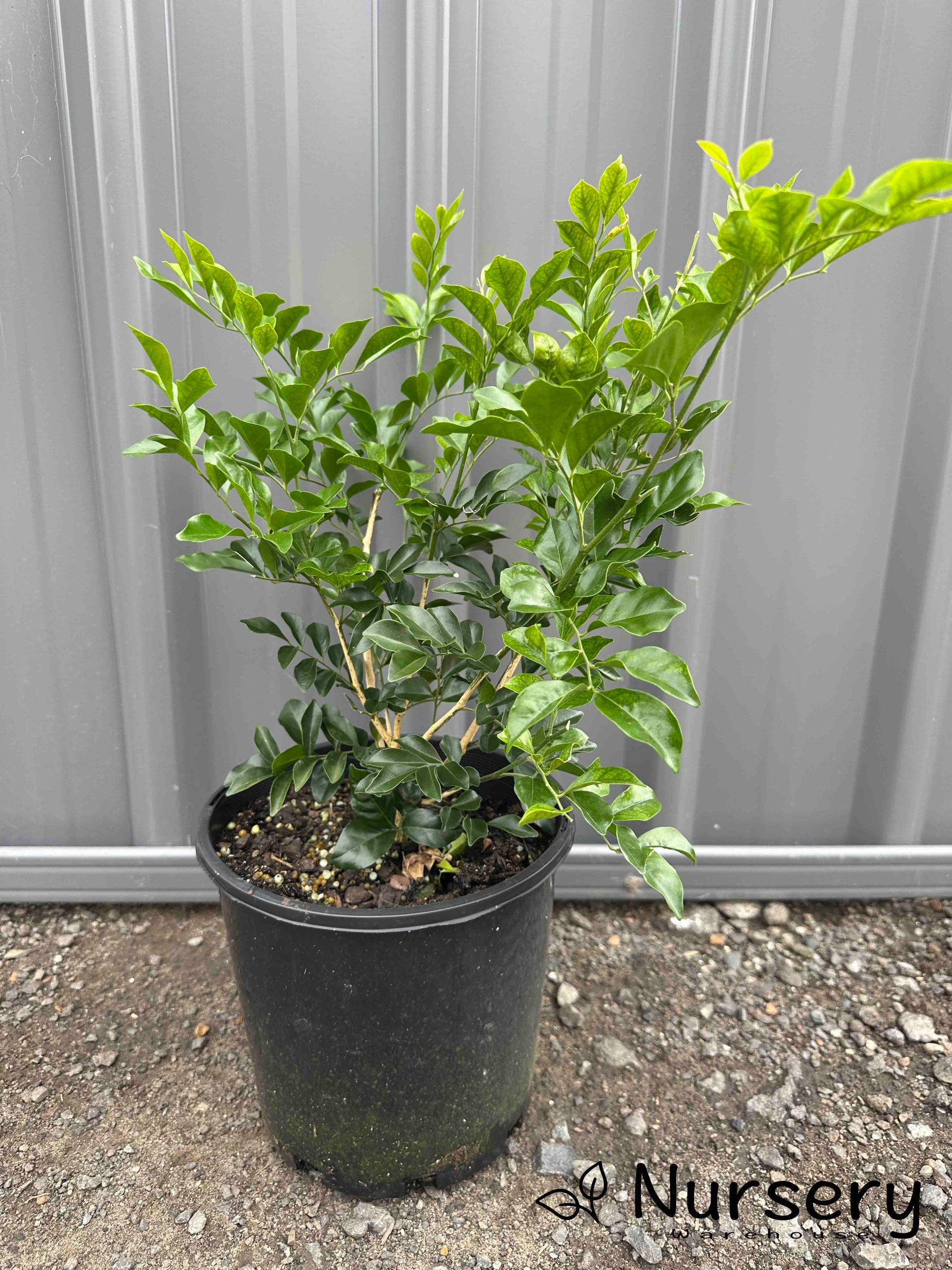 orange jasmine indoor plant Orange Jasmine – Fragrant Blooms & Lush Foliage for Hedges