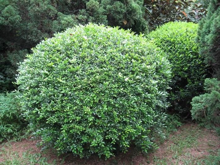 Murraya Paniculata (Orange Jasmine Topiary Balls)