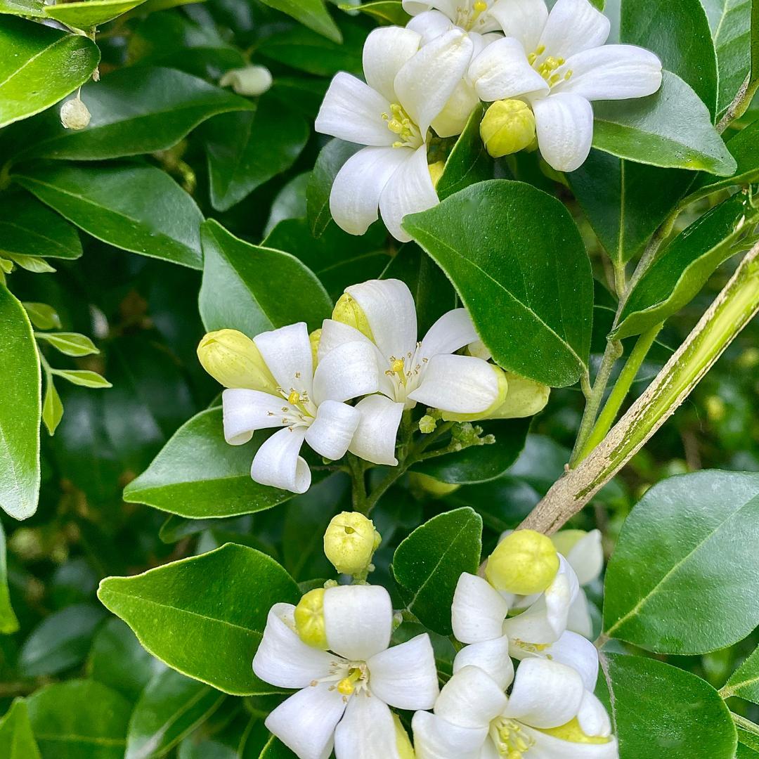 Murraya Paniculata (Orange Jasmine Topiary Balls)