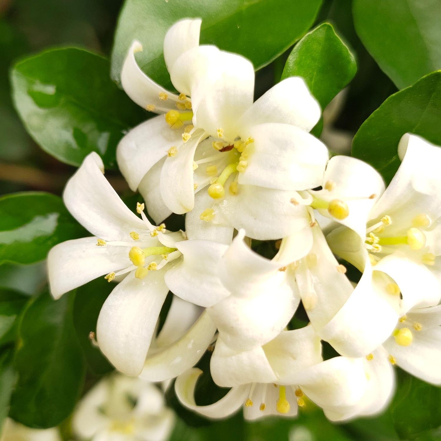 Murraya Paniculata (Orange Jasmine Topiary Balls)