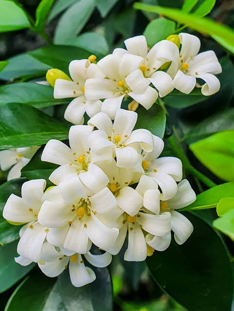 Murraya Paniculata (Orange Jasmine)