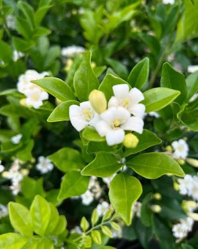 Murraya Paniculata (Orange Jasmine)