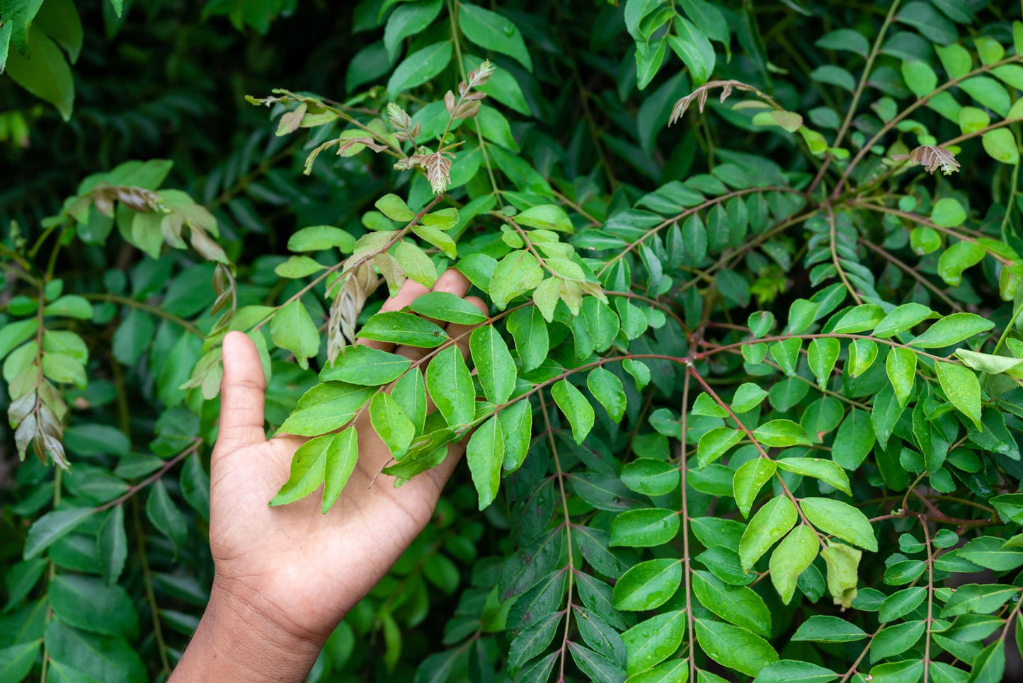 Murraya Koenigii (Curry Leaf)