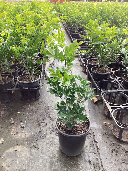 Murraya Paniculata (Orange Jasmine)