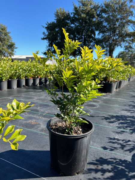 Murraya Paniculata (Orange Jasmine)