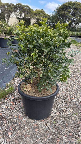 Murraya Paniculata (Orange Jasmine)