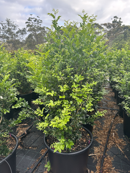 Murraya Paniculata (Orange Jasmine)