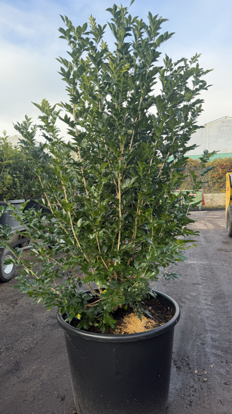 Murraya Paniculata (Orange Jasmine)