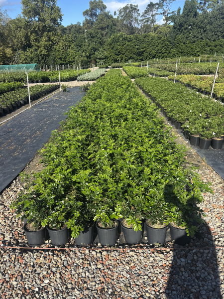 Murraya Paniculata (Orange Jasmine)