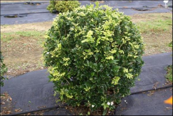 Murraya Paniculata (Orange Jasmine Topiary Balls)