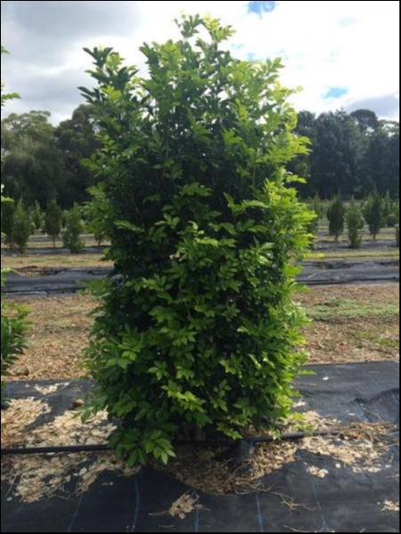 Murraya Paniculata (Orange Jasmine)