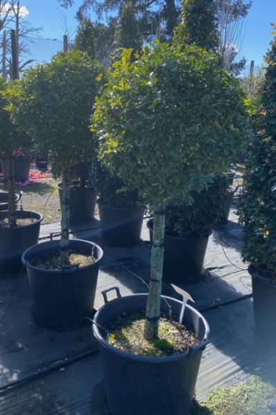 Murraya Paniculata (Orange Jasmine) CLEARANCE