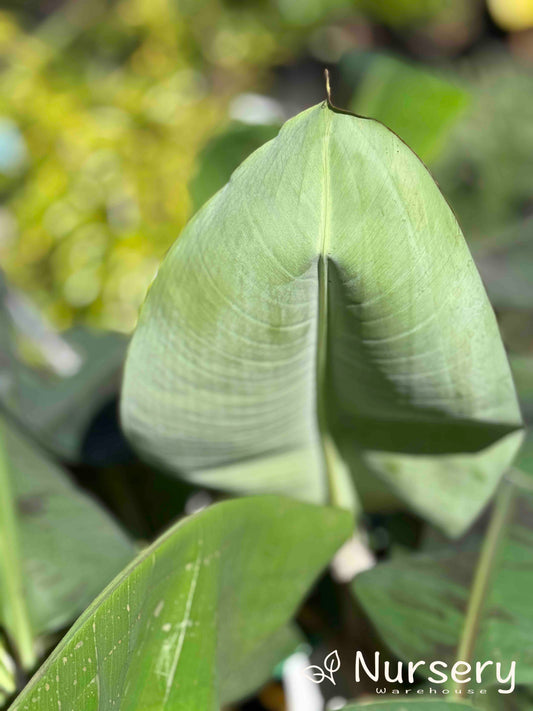 Musa Acuminata 'Williams Cavendish' (Cavendish Banana)