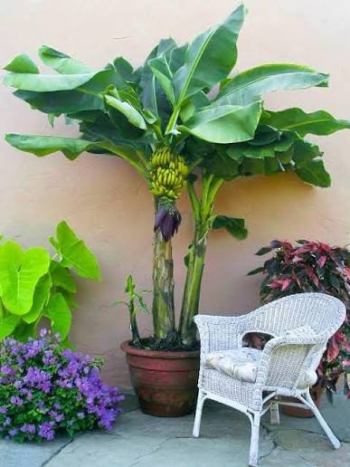 Musa Acuminata 'Williams' (Cavendish Banana)