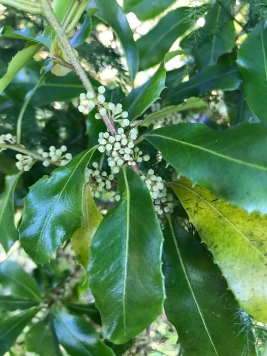 Myrsine Variabilis (Variable Muttonwood)