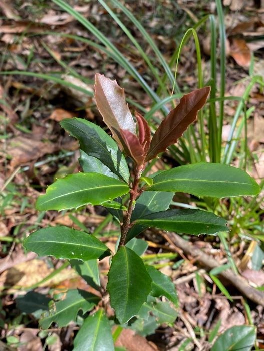 Myrsine Variabilis (Variable Muttonwood)