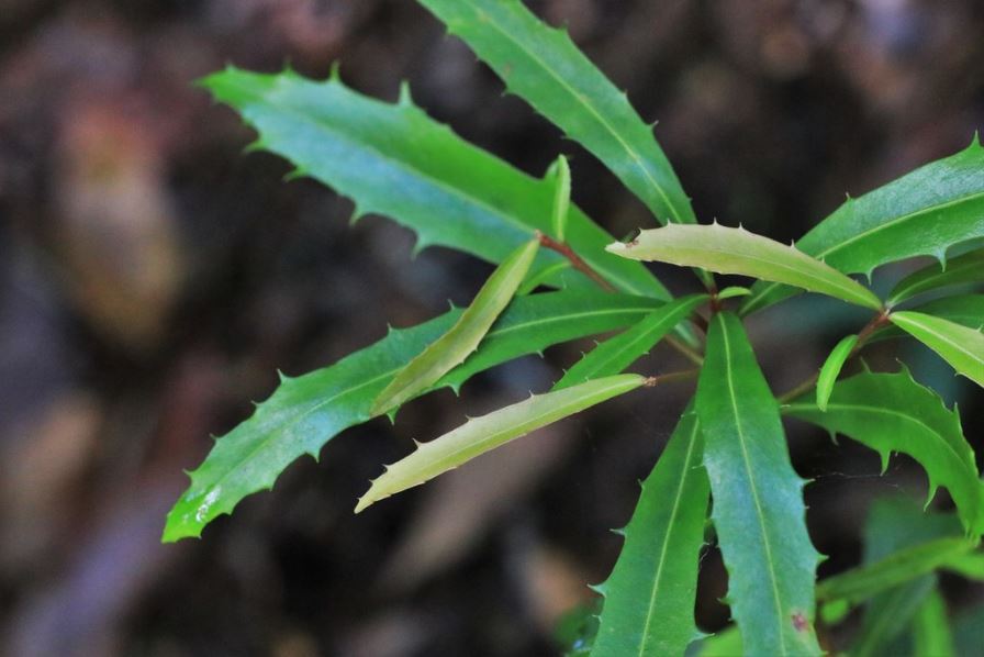 Myrsine Variabilis (Variable Muttonwood)