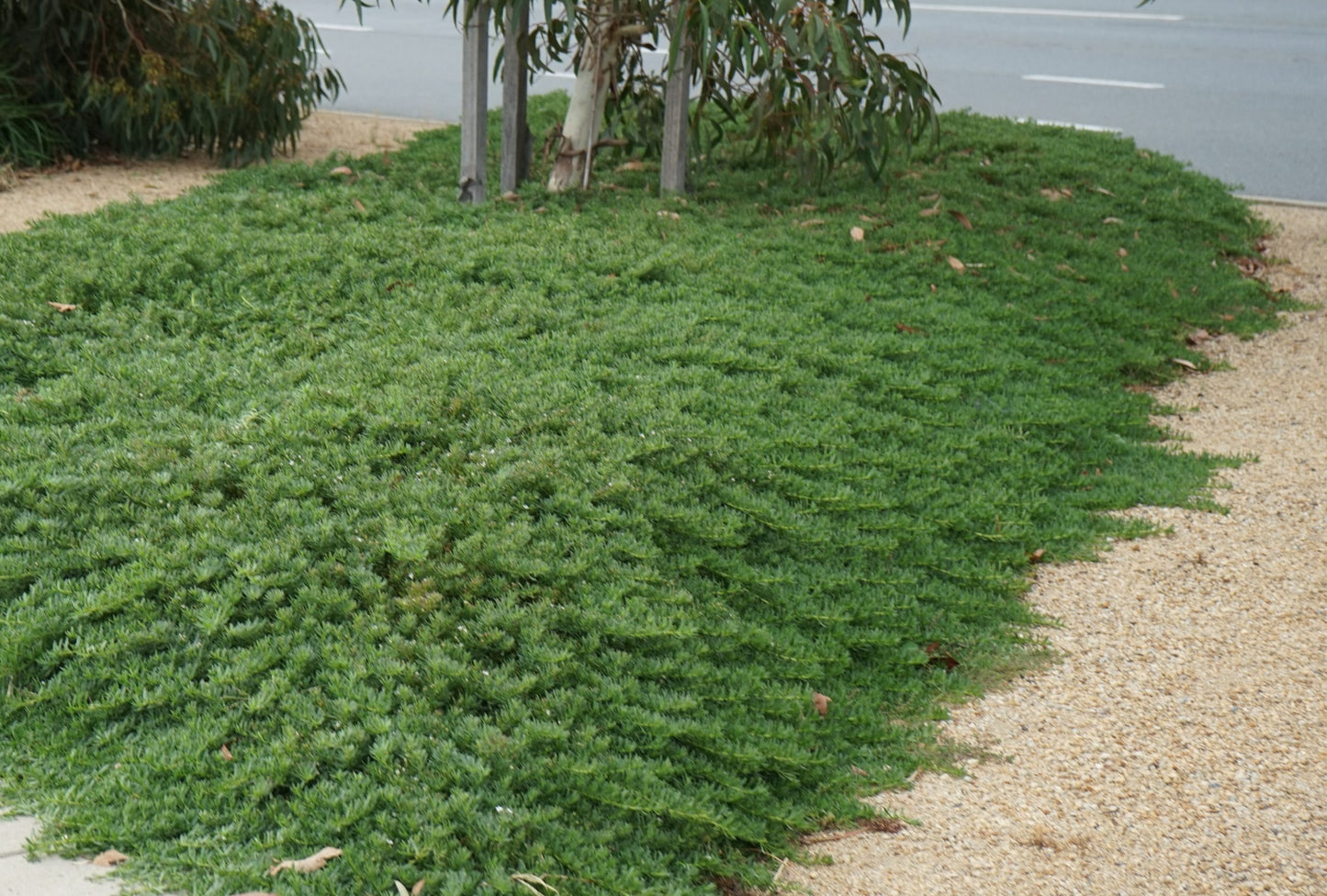 Myoporum Parvifolium 'White'