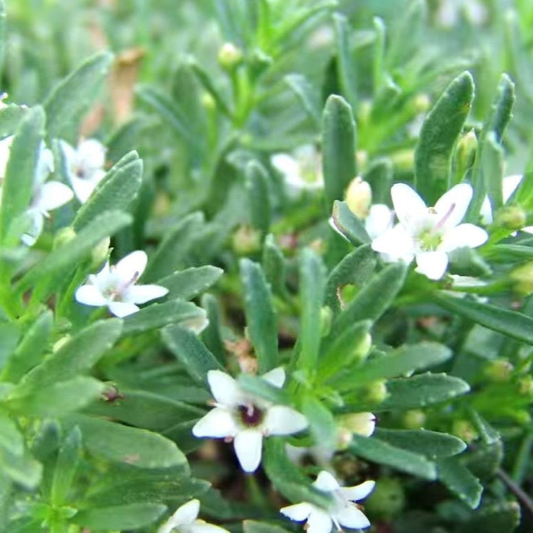 Myoporum parvifolium 'Yareena'