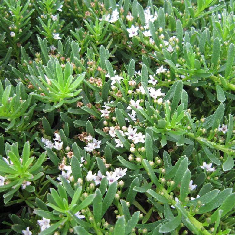 Myoporum parvifolium 'Yareena'