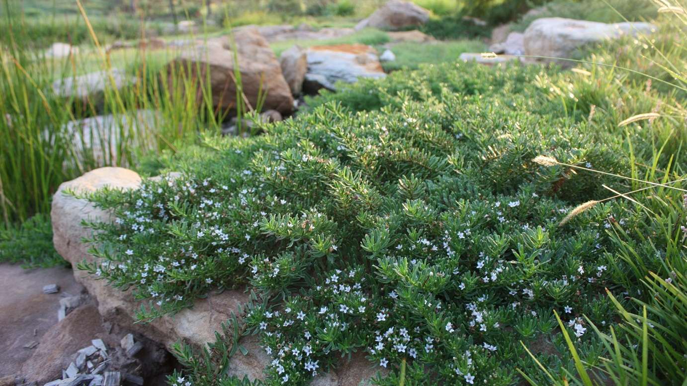 Myoporum parvifolium 'Yareena'