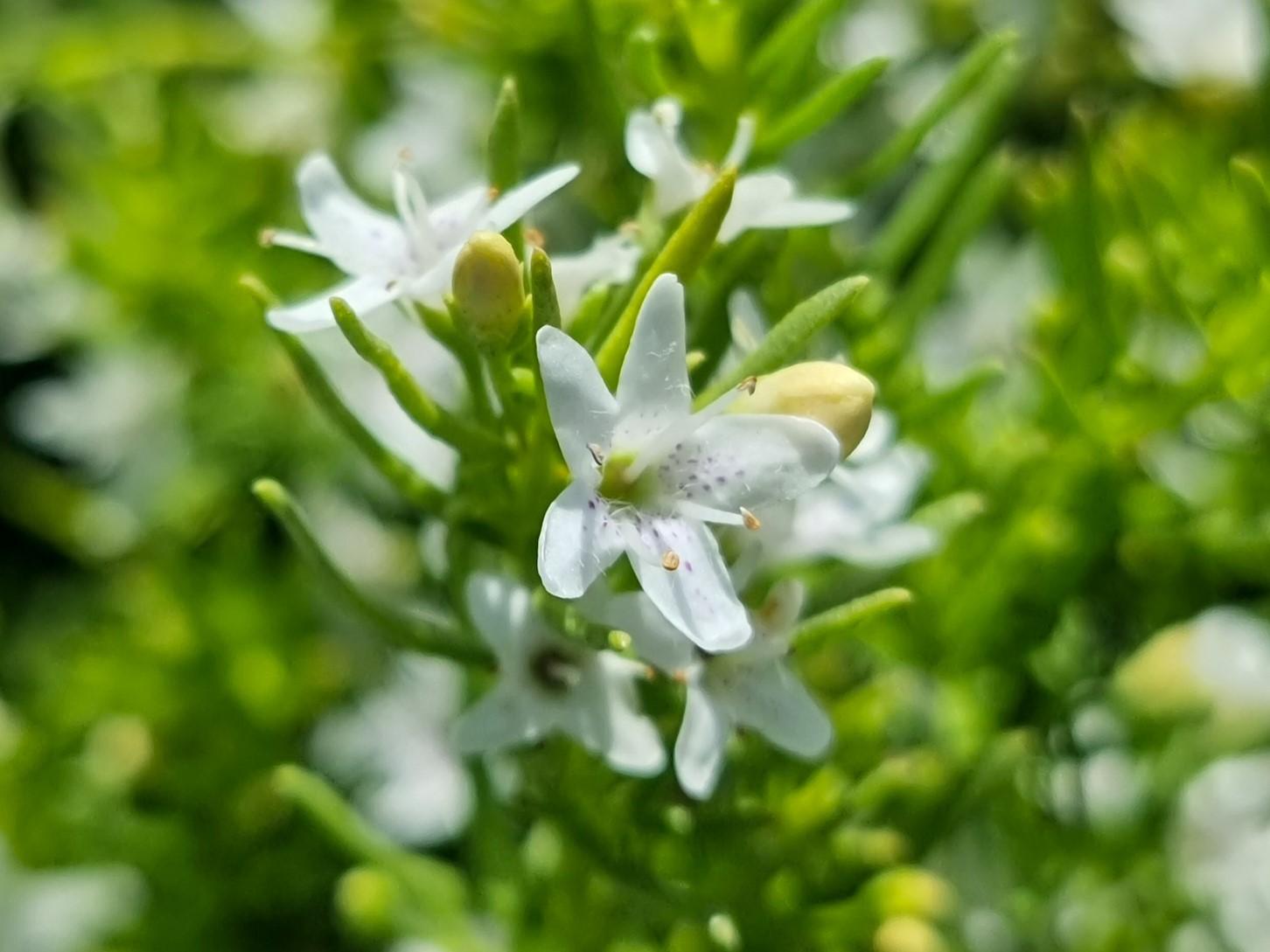 Myoporum Parvifolium 'Mallee Carpet' (Mallee Carpet Creeping Boobialla)