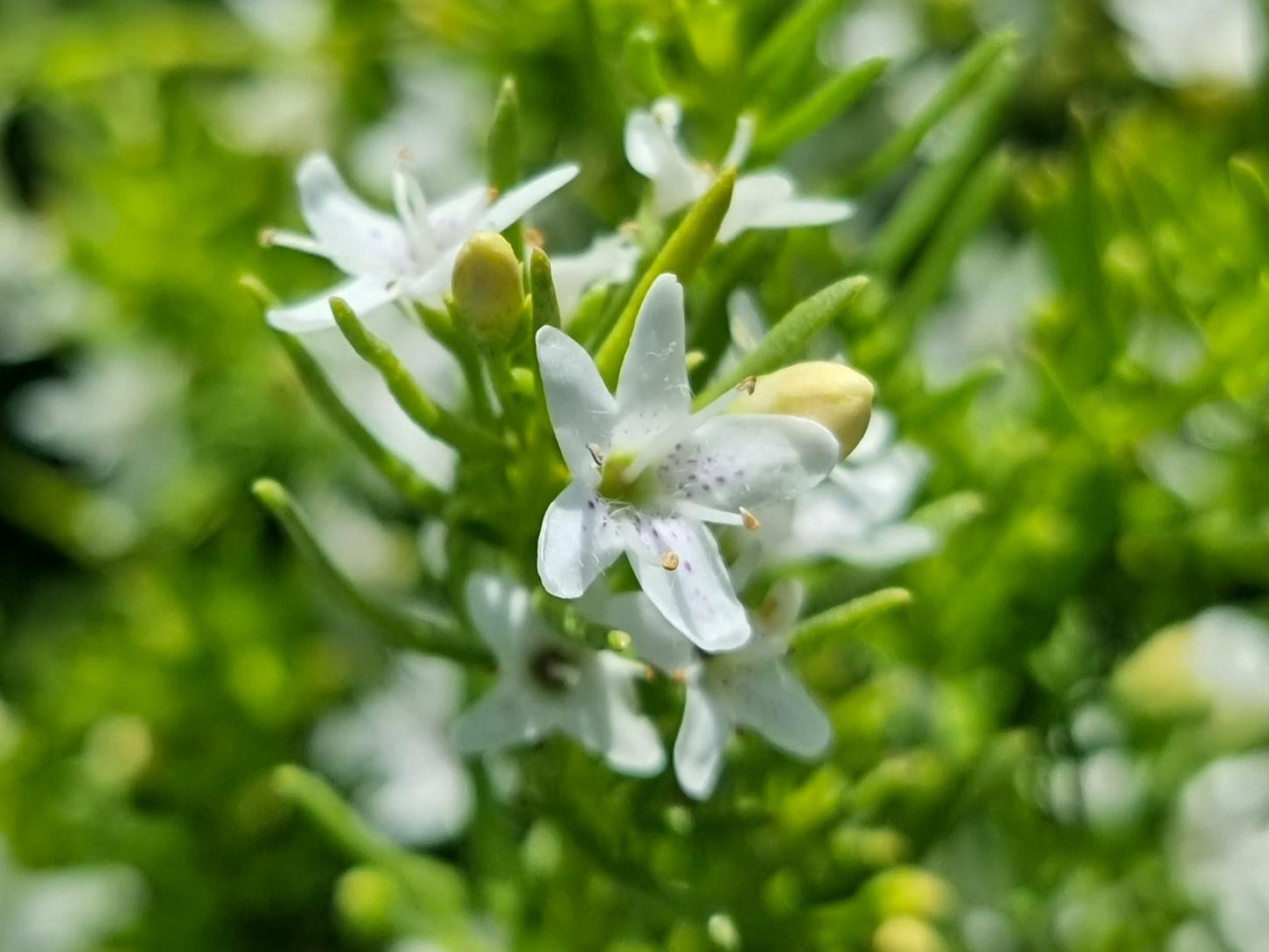 Myoporum Parvifolium 'Mallee Carpet' (Mallee Carpet Creeping Boobialla)