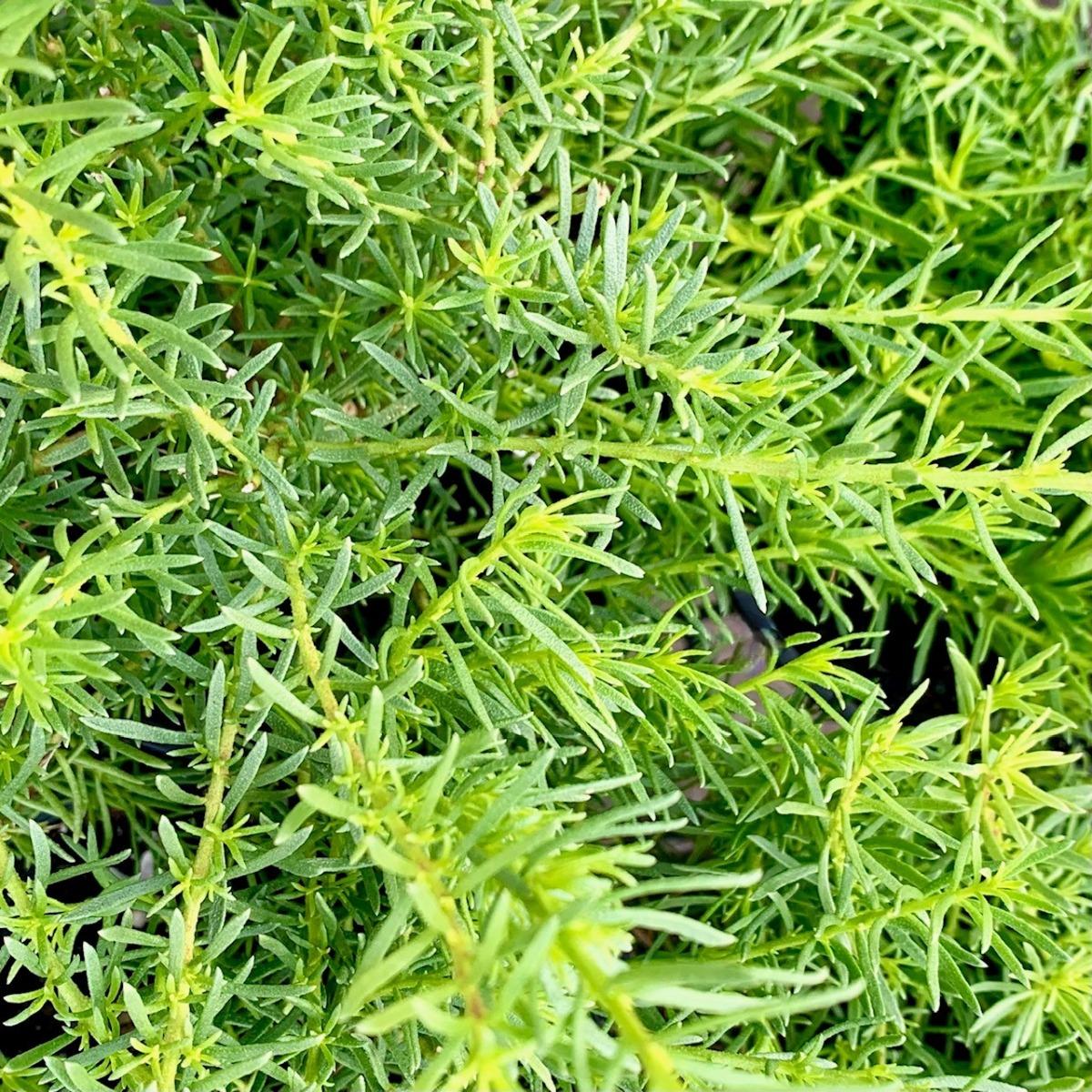 Myoporum Parvifolium 'Mallee Carpet' (Mallee Carpet Creeping Boobialla)