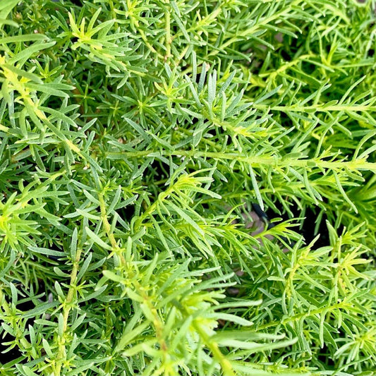 Myoporum Parvifolium 'Mallee Carpet' (Mallee Carpet Creeping Boobialla)