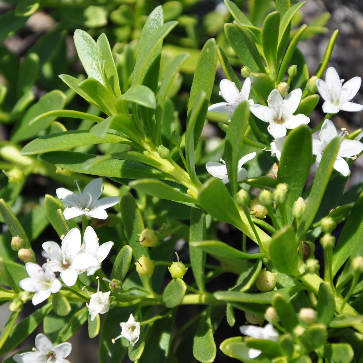 Myoporum Parvifolium 'PARV01' Yareena™ (Creeping Boobialla)