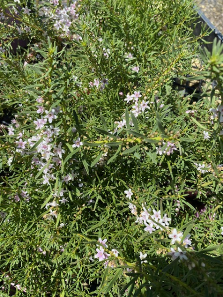 Myoporum Parvifolium ‘Fine Leaf White’