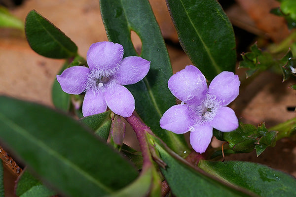 Eremophila Debilis (Trailing Emu Bush)