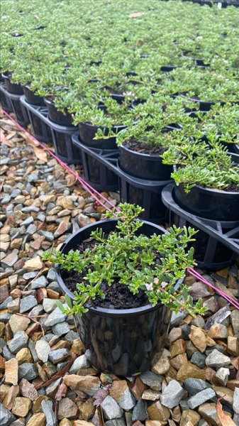 Myoporum parvifolium (Creeping Boobialla)