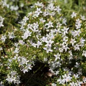 Myoporum Parvifolium ‘Fine Leaf White’