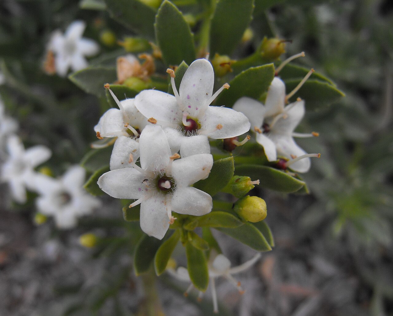 Myoporum parvifolium (Creeping Boobialla)