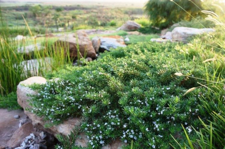 Myoporum Parvifolium 'PARV01' Yareena™ (Creeping Boobialla)