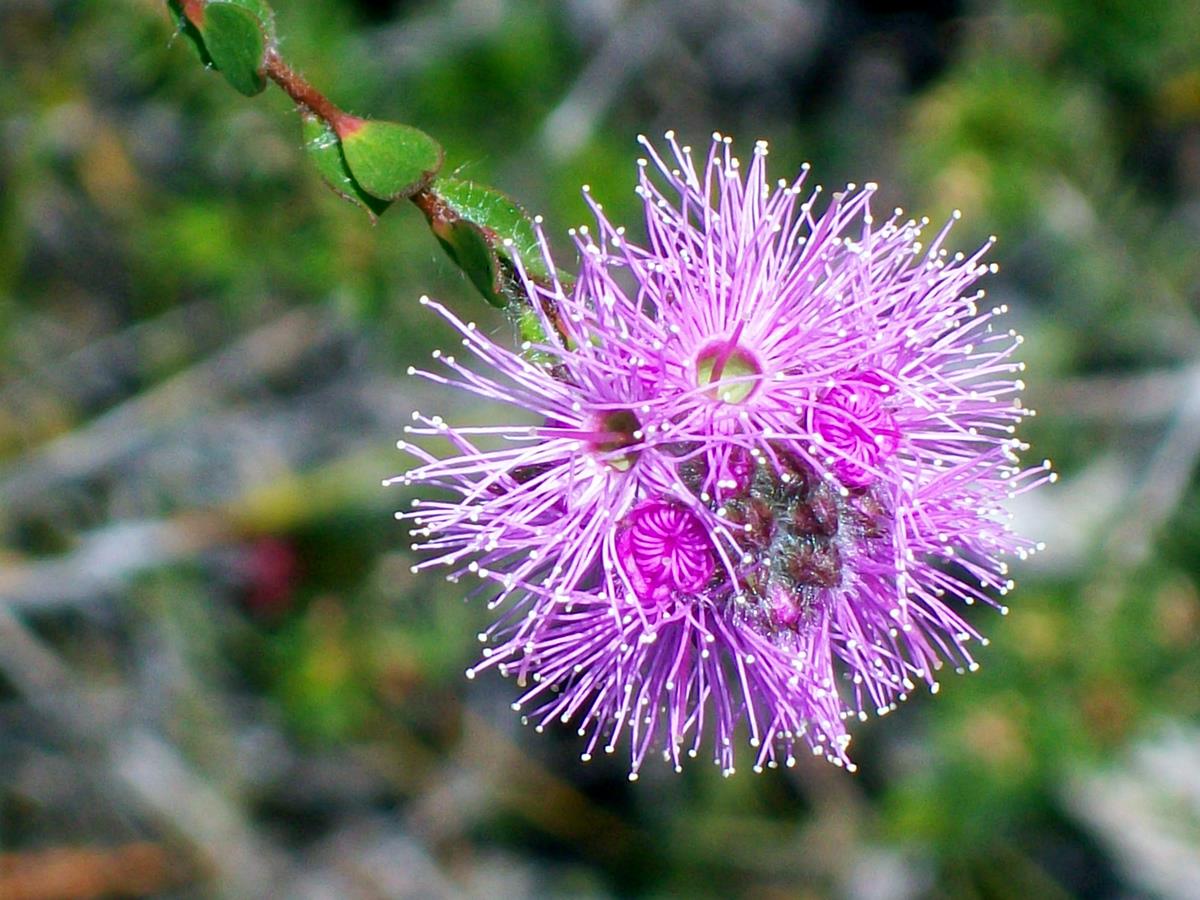 Kunzea capitata – Pink Kunzea