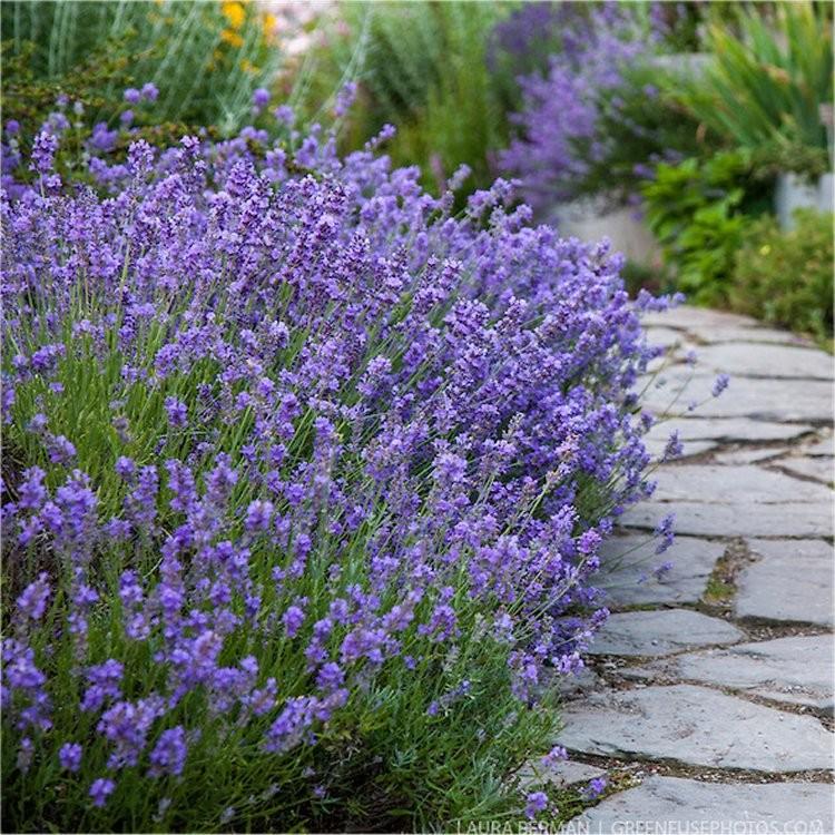Lavandula Angustifolia 'Munstead' (English Lavender – Munstead)